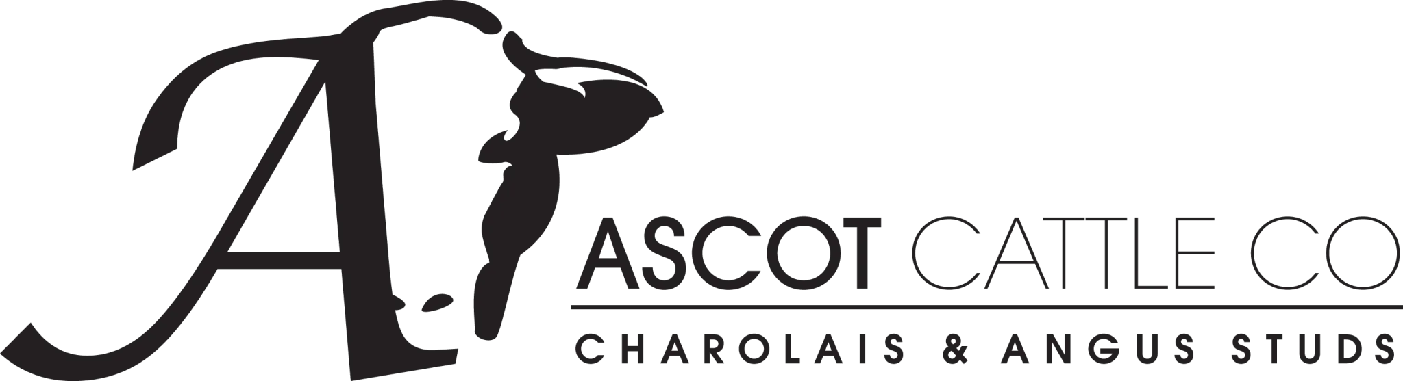 Ascot Cattle Co logo