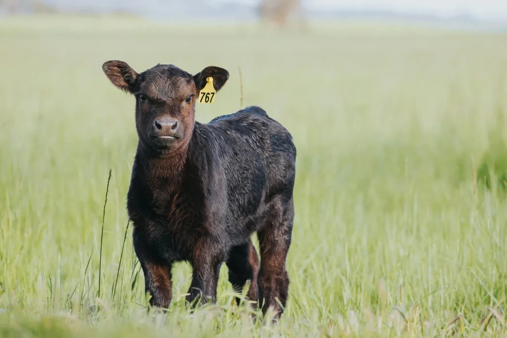 A prime stud bull standing in a lush Australian paddock, showcasing quality genetics.