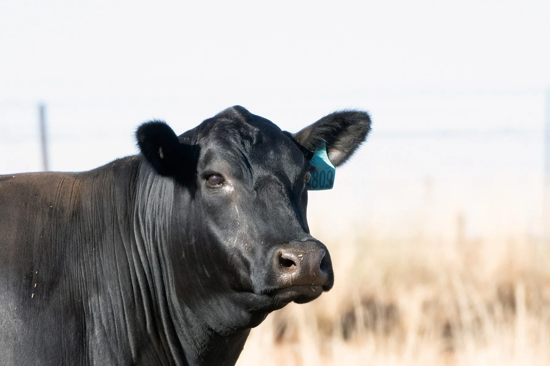 Australian stud cattle in paddock representing cattle management software users