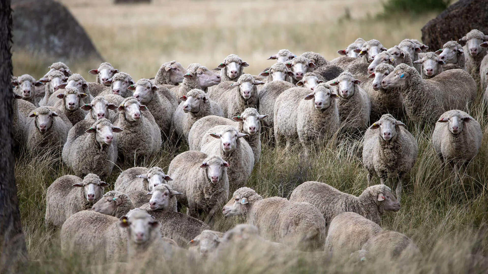 Livestock animal management