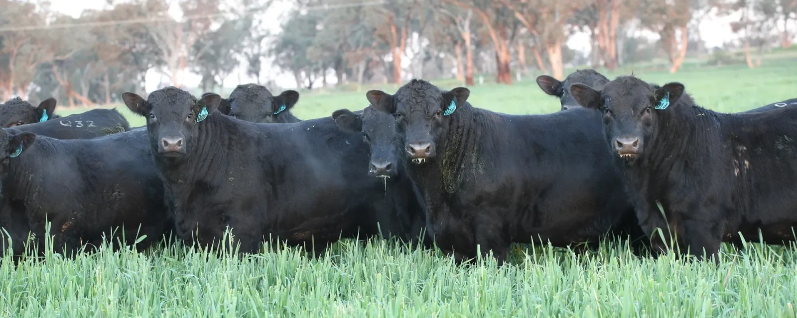 Livestock herd showcasing animal management capabilities