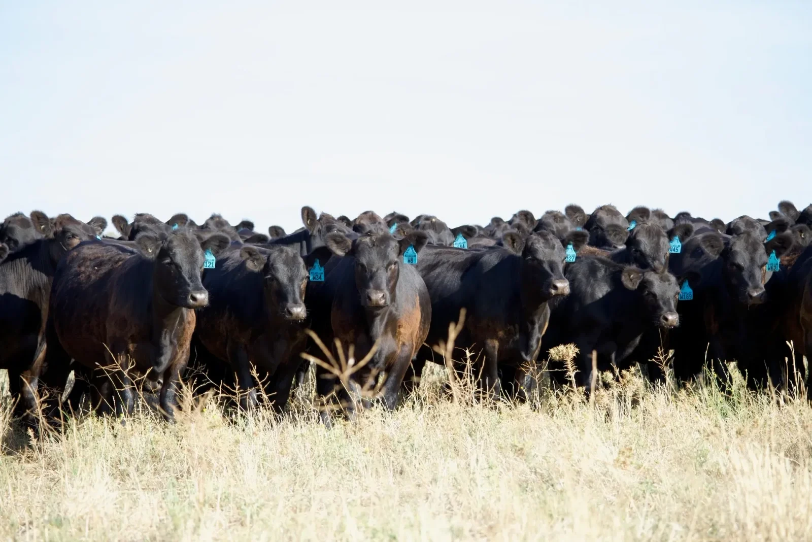 Young cattle in yards where drenching for worm control and treatment recording takes place