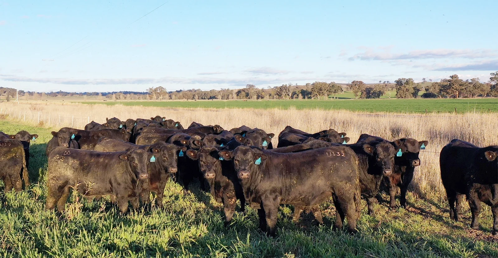 Sheep drafted through yards in Australia where NLIS ear tags are read and recorded