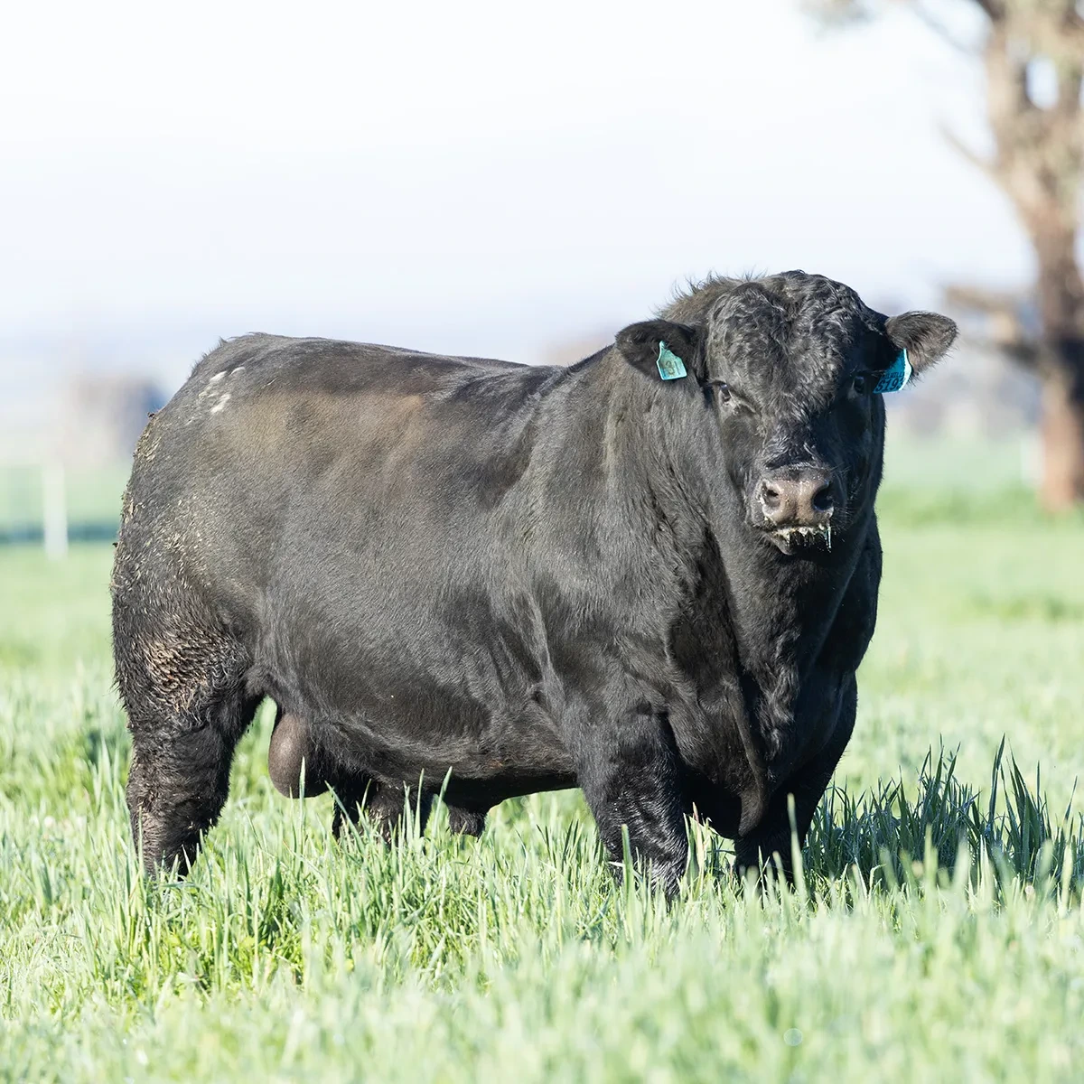 A Livestock CRM Built for Stud Sales hero image