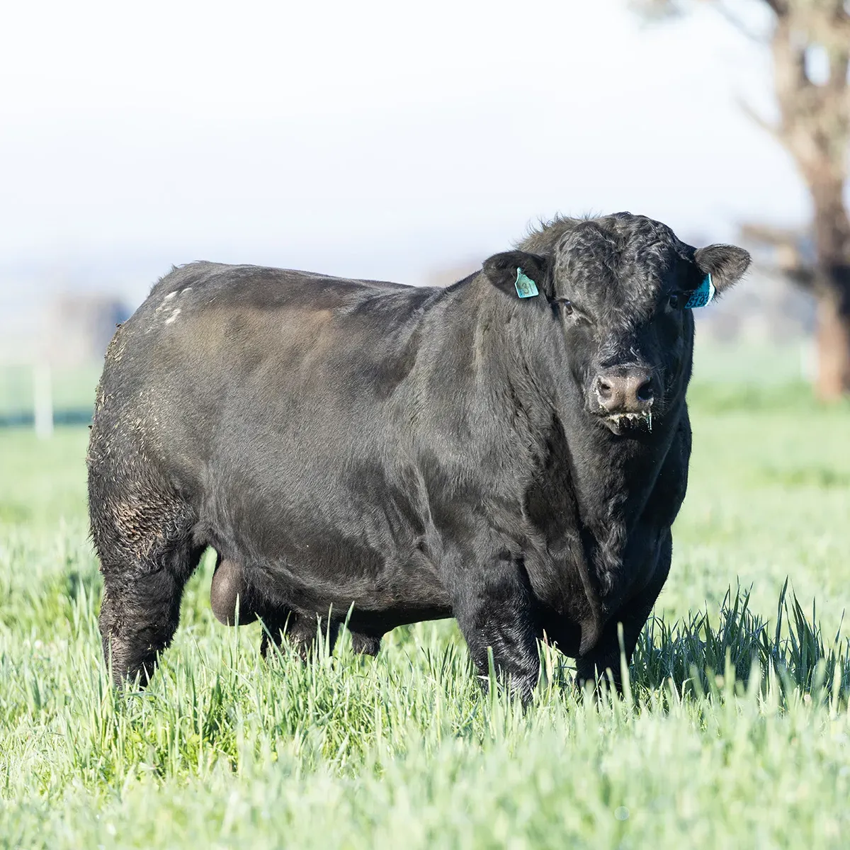 Livestock photograph demonstrating correct camera height and positioning on flat ground