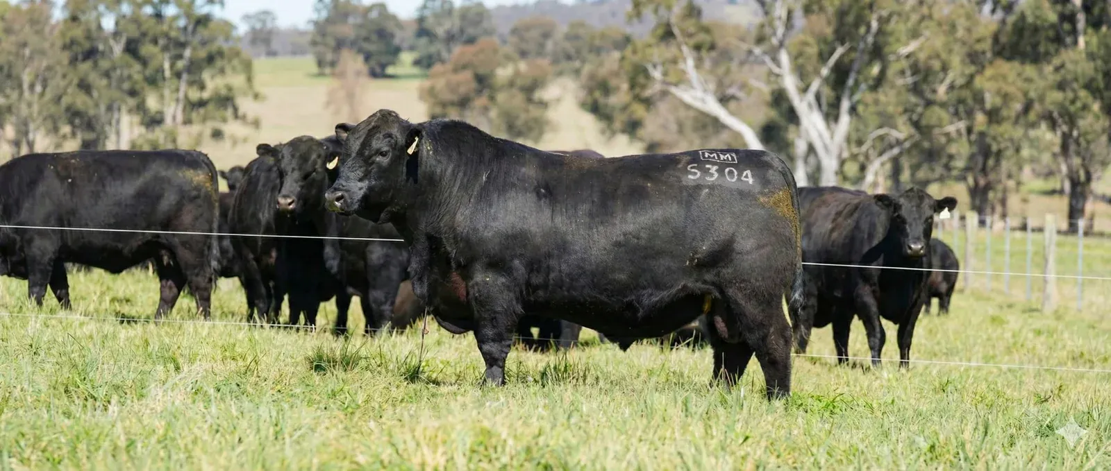 Livestock producer crafting a professional sale announcement email on computer