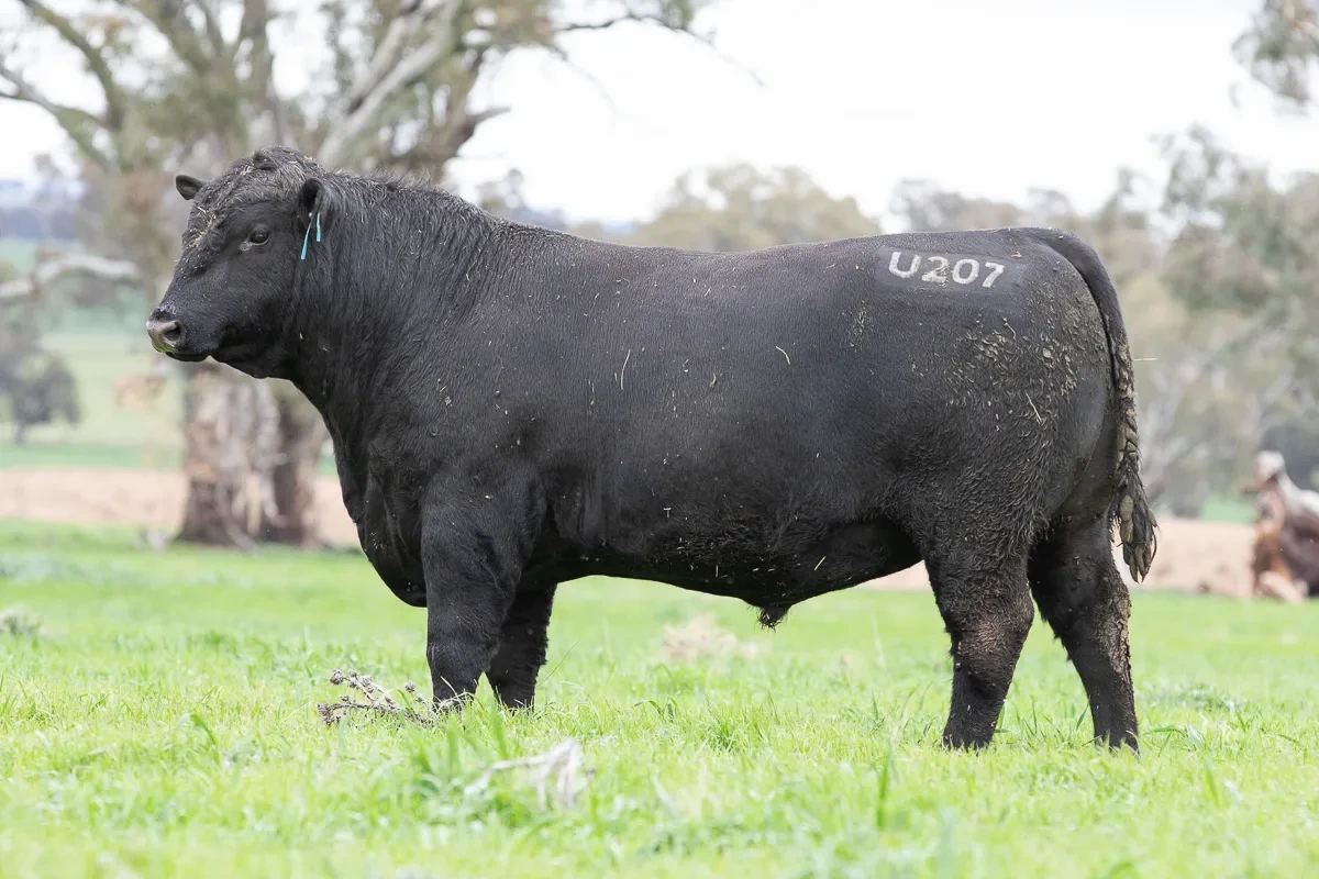 Quality stud cattle at an Australian livestock sale