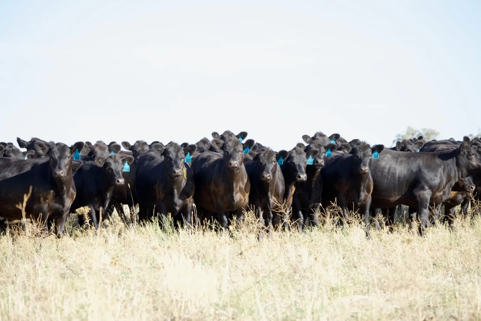 Every livestock buyer enquiry in one place hero image
