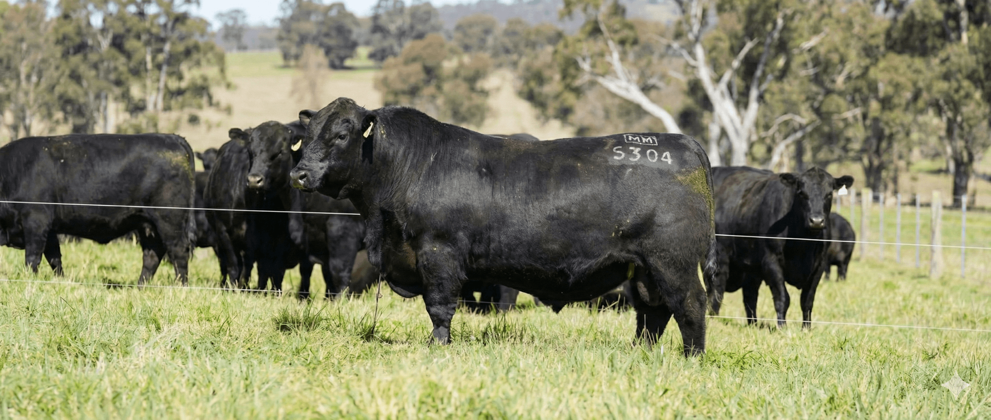 Livestock producer crafting a professional sale announcement email on computer