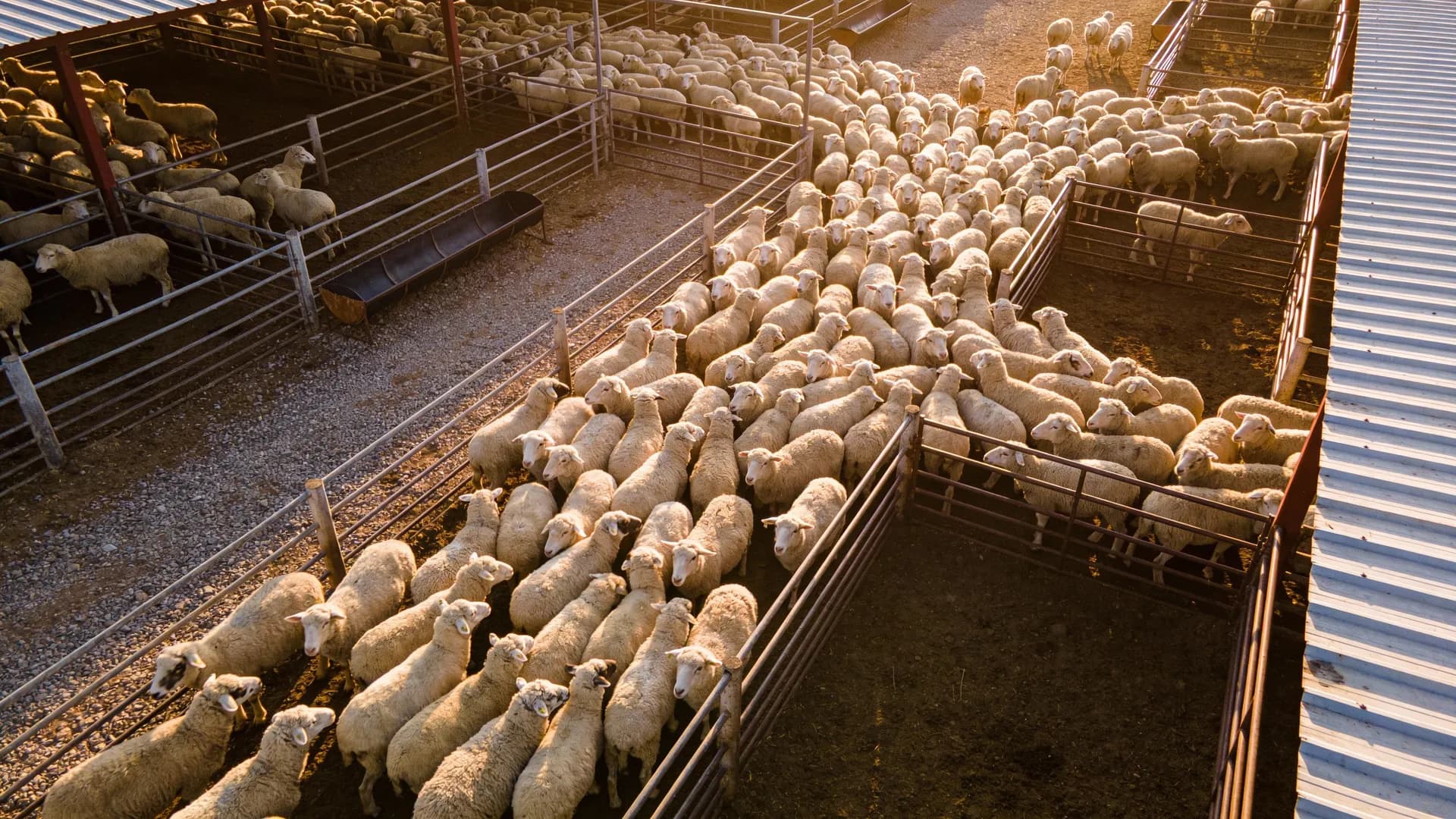 Professional sheep stud marketing showing rams in a sale catalogue