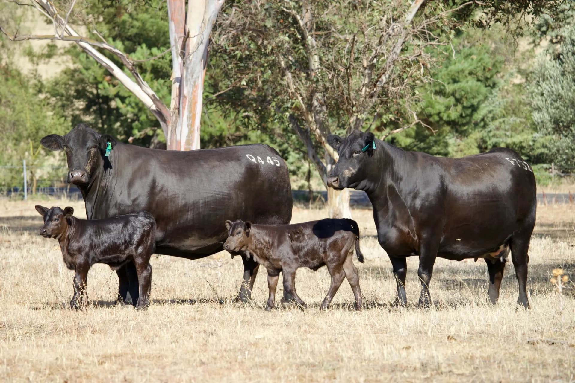 Digital marketing analytics for livestock stud showing buyer engagement metrics