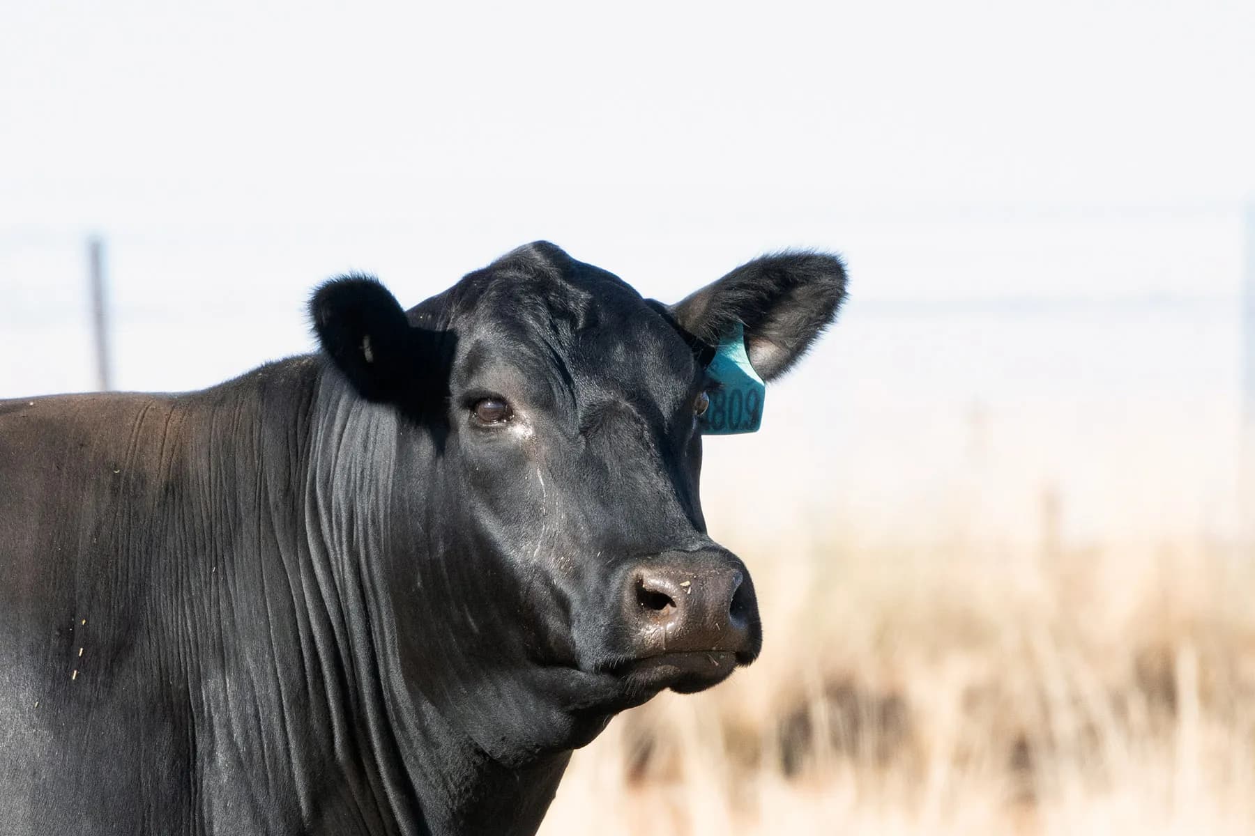Australian stud cattle in paddock representing cattle management software users
