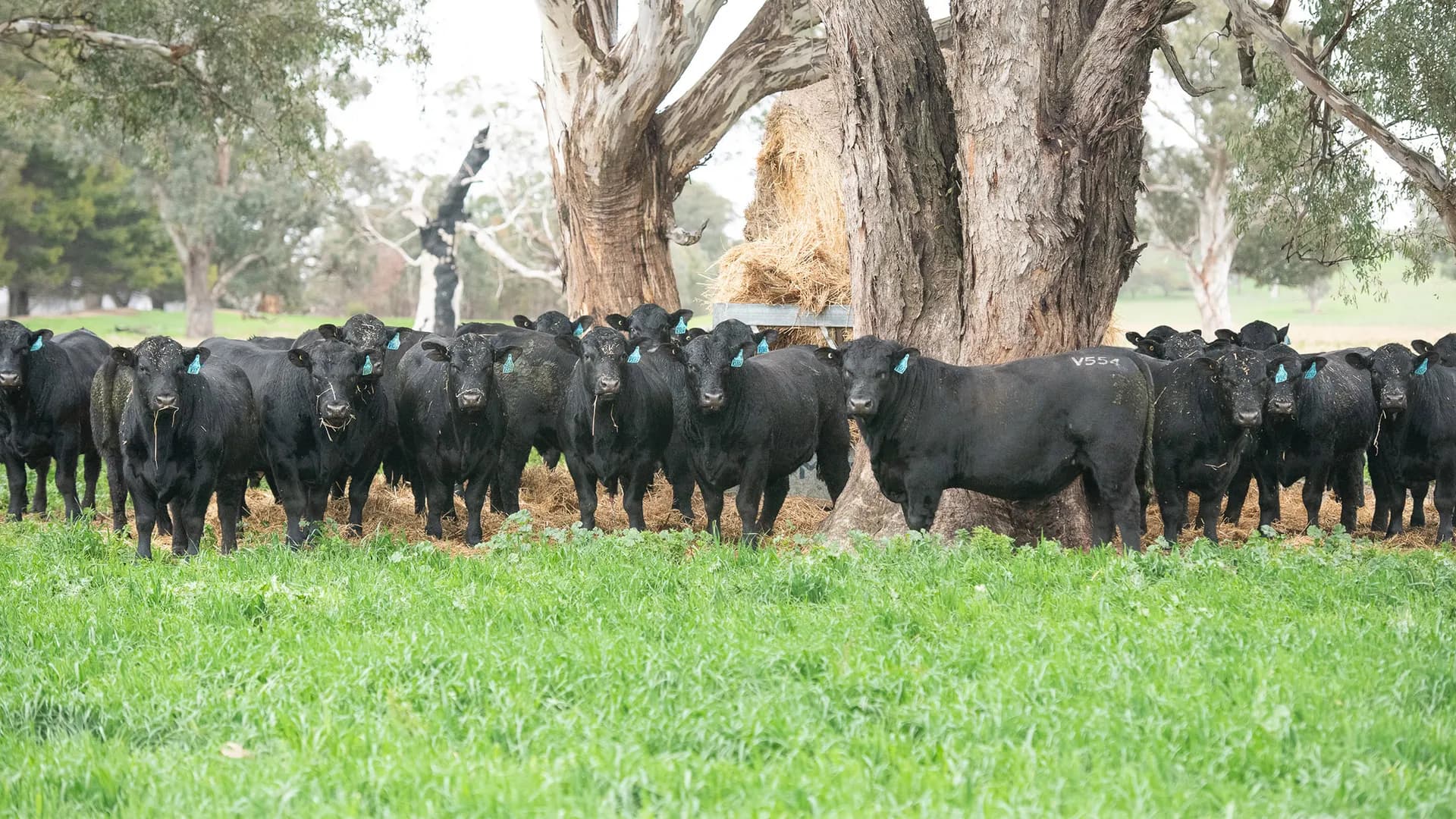 A cattle breeder using a tablet in the paddock to review AI-powered breeding recommendations.
