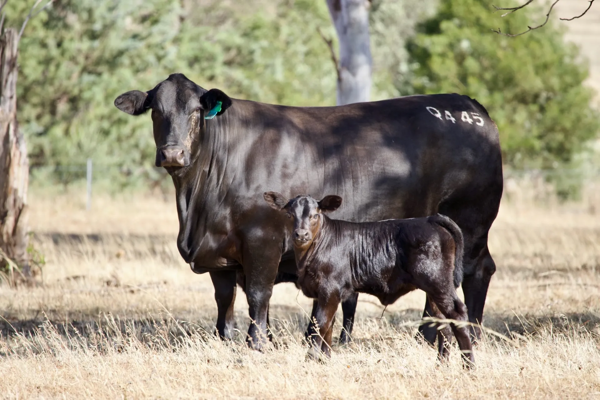 Ultrablack cattle in a paddock