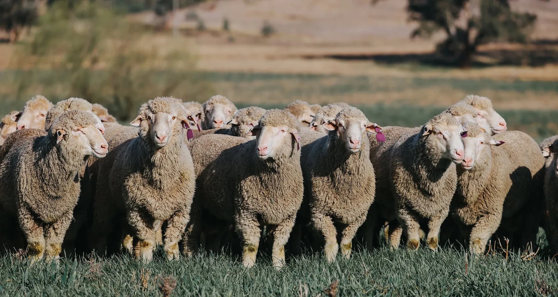 Australian livestock representing EBV breeding decisions and genetic progress