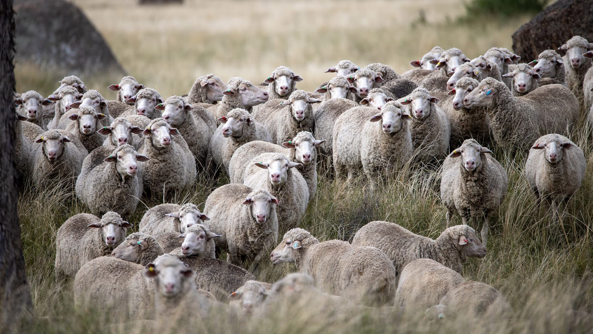 Comprehensive livestock management platform