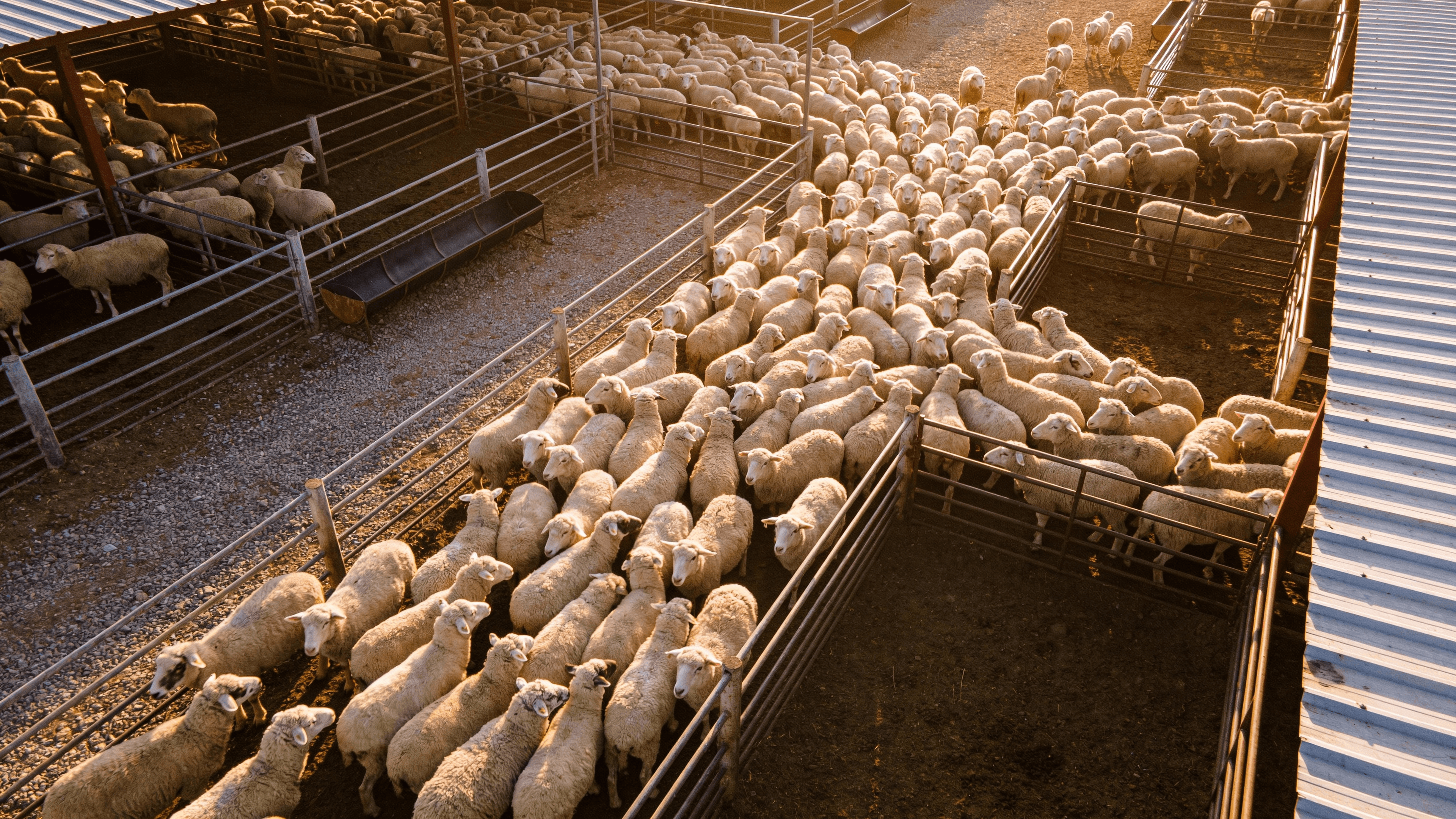 Professional sheep stud marketing showing rams in a sale catalogue