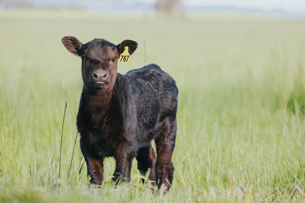A prime stud bull standing in a lush Australian paddock, showcasing quality genetics.