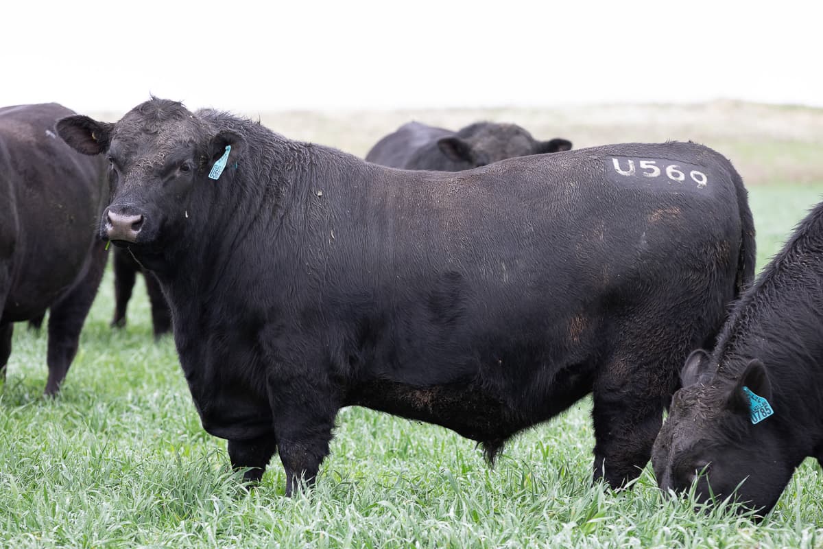 A stud breeder photographing prime breeding stock with a smartphone for social media marketing.