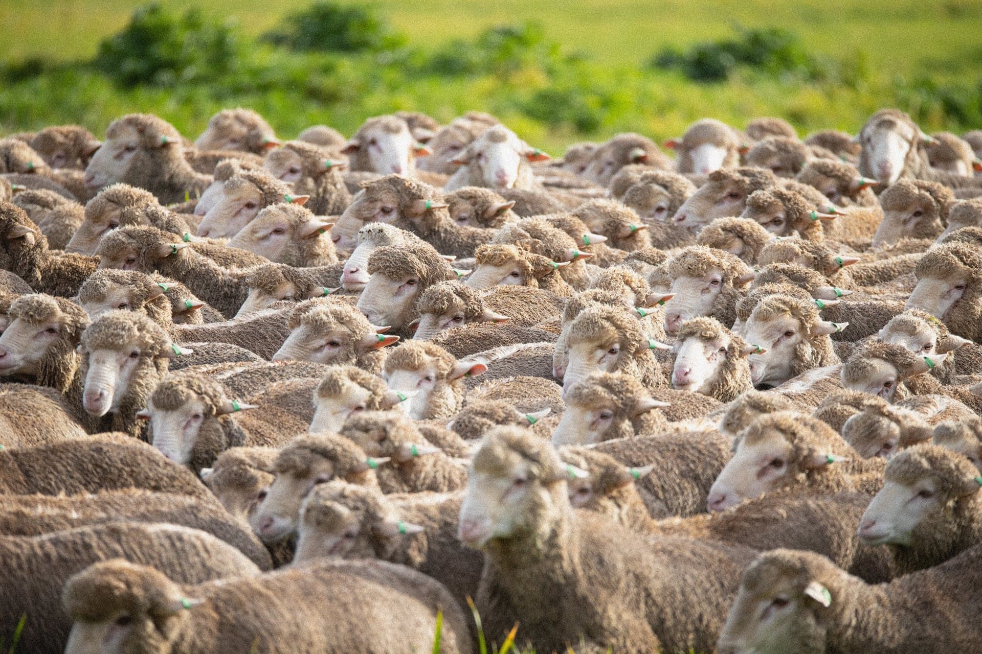 The modern way to manage and track your animal data hero image