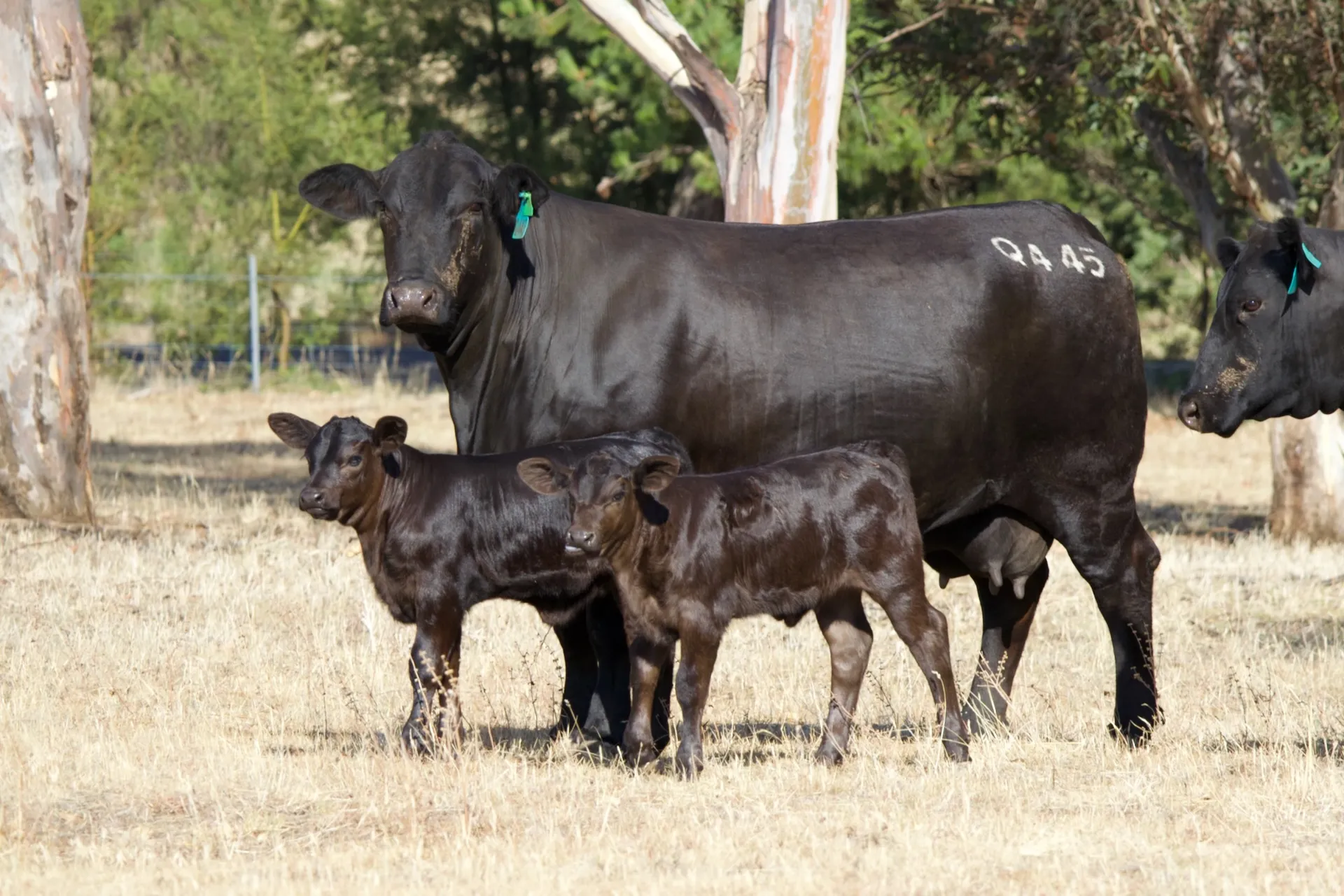 Enquiries Land in Your Dashboard illustration