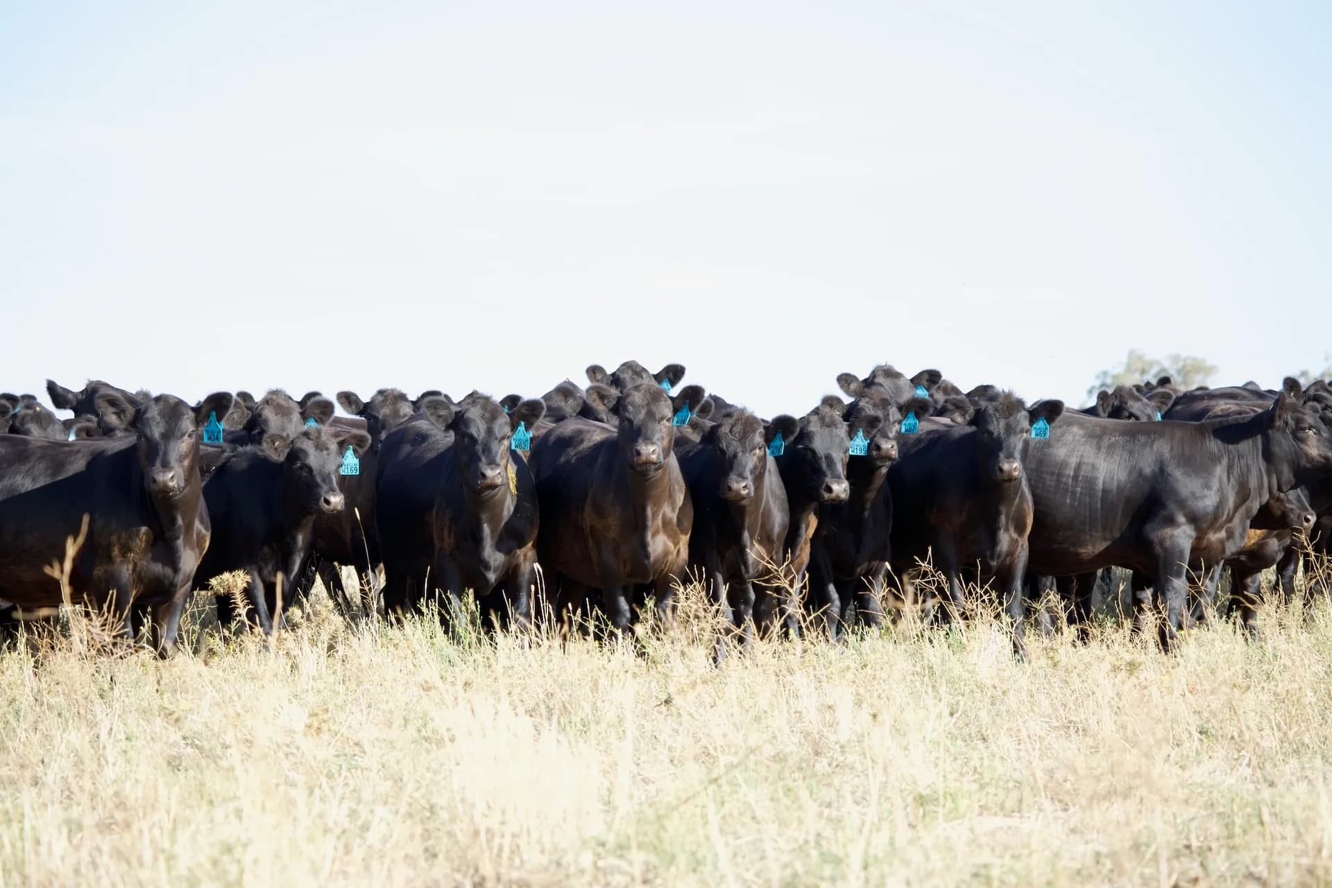 Every buyer enquiry in one place hero image