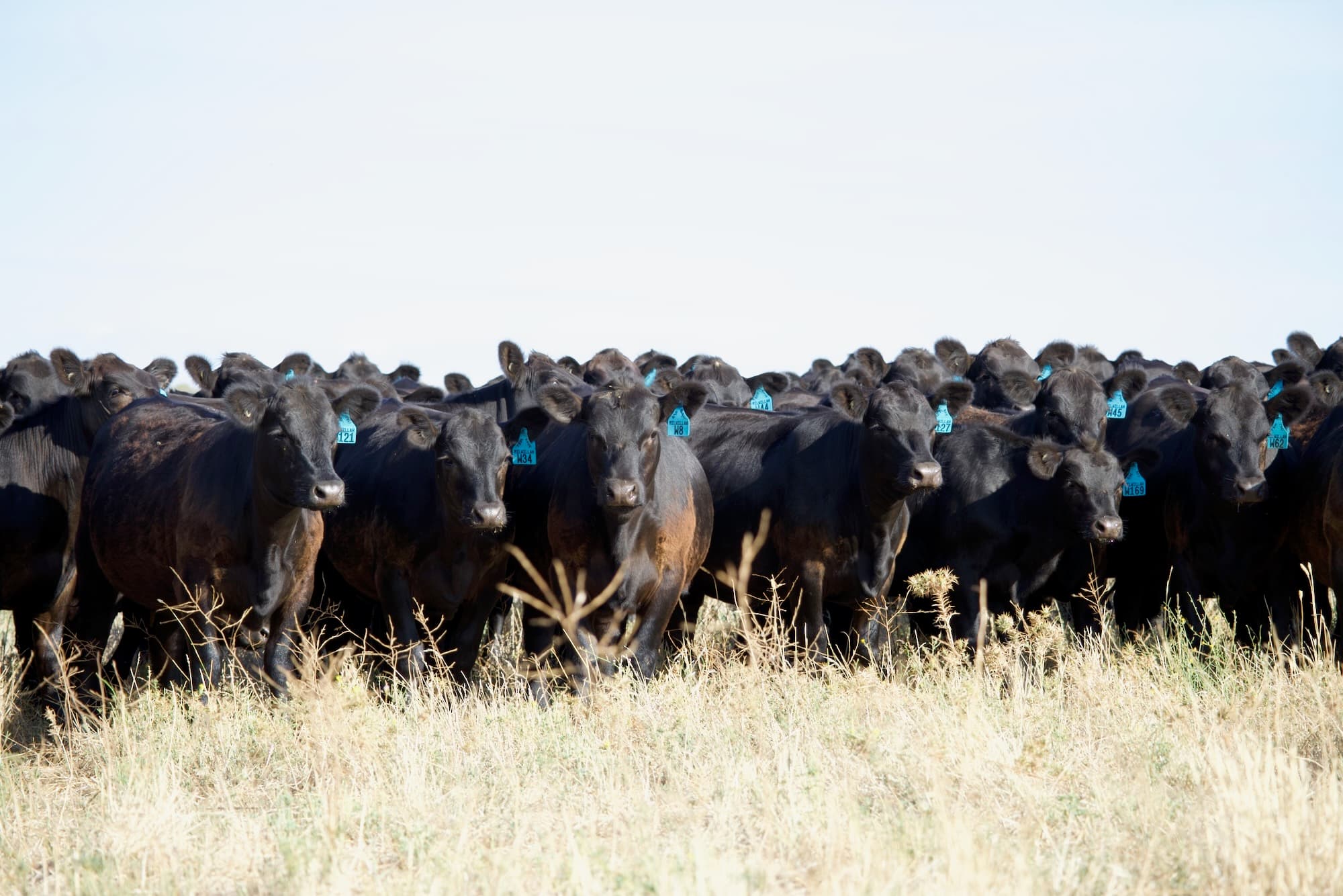 Calves in a paddock