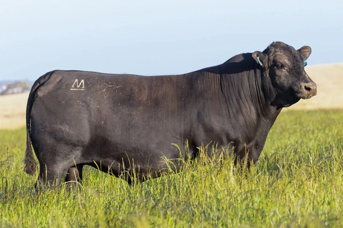 Bull photographed with soft, even lighting showcasing coat colour and muscle definition