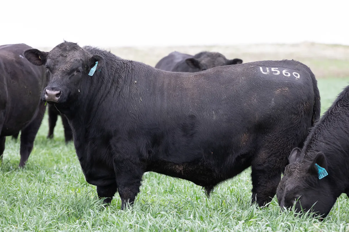 Well-photographed bull showing excellent conformation with clean background and good lighting