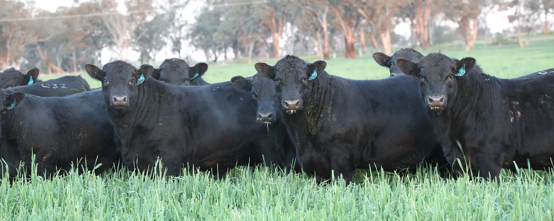 Group of cattle photographed together showcasing a quality mob