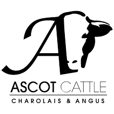 Ascot Cattle Co